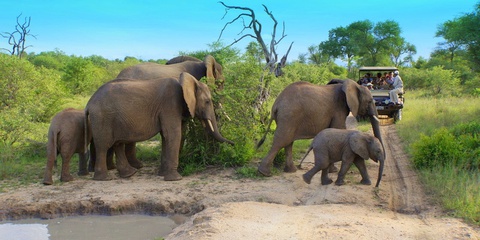 Elephants in Balule