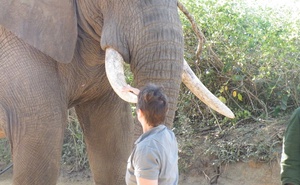 Elephant Interaction
