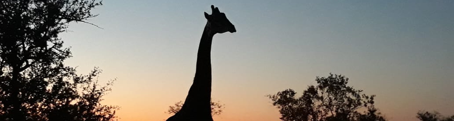 Giraffe Masodini Balule Blog