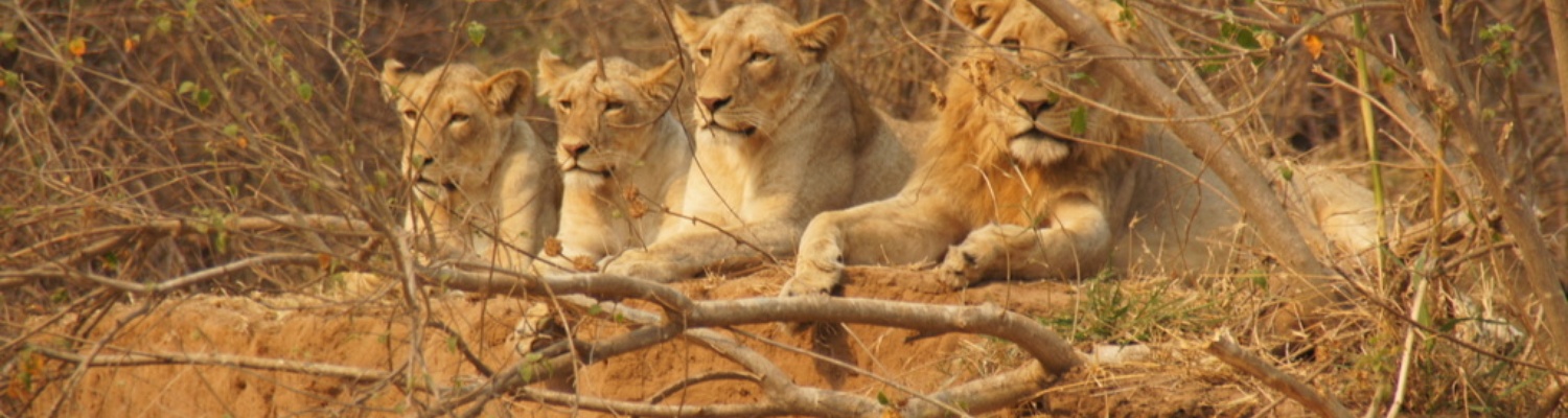 lions on our safari in greater kruger national park